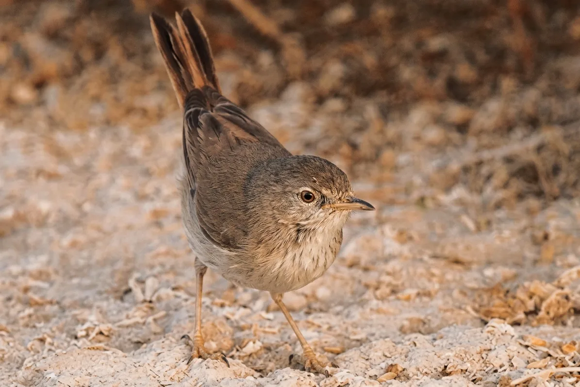 African Desert Warbler standing on stony desert ground with its tail raised